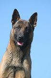 MALINOIS 1058